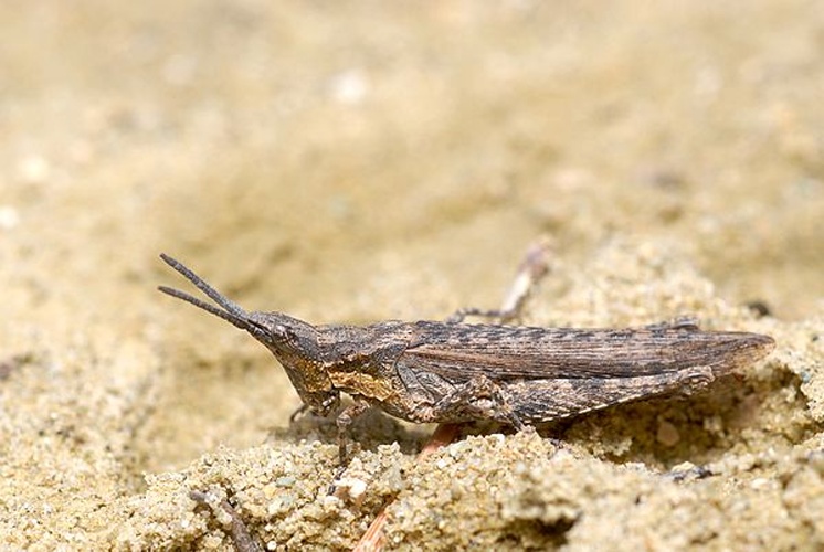 Pyrgomorpha conica &copy; <a rel="nofollow" class="external text" href="https://www.flickr.com/photos/9082612@N05">Gilles San Martin</a>