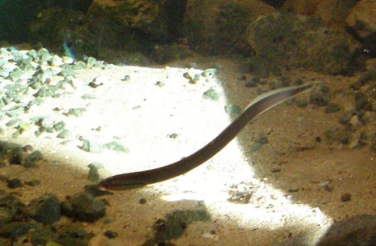 European brook lamprey &copy; <a href="https://en.wikipedia.org/wiki/de:User:Raboe001" class="extiw" title="w:de:User:Raboe001">Ra Boe</a> at <a href="https://en.wikipedia.org/wiki/de:" class="extiw" title="w:de:">German Wikipedia</a>