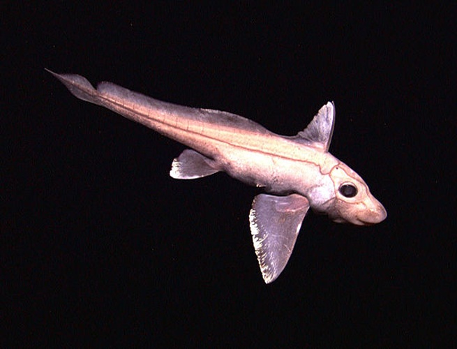 Chimaera monstrosa &copy; NOAA Okeanos Explorer Program, INDEX-SATAL 2010, NOAA/OER