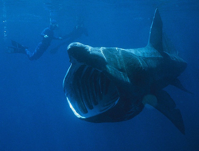 basking shark © 