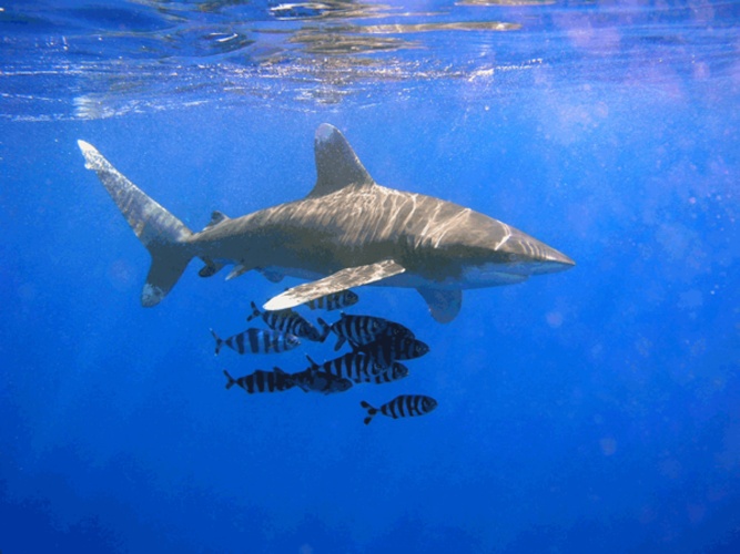 oceanic whitetip shark © The original uploader was <a href="https://en.wikipedia.org/wiki/User:OldakQuill" class="extiw" title="wikipedia:User:OldakQuill">OldakQuill</a> at <a href="https://en.wikipedia.org/wiki/" class="extiw" title="wikipedia:">English Wikipedia</a>.