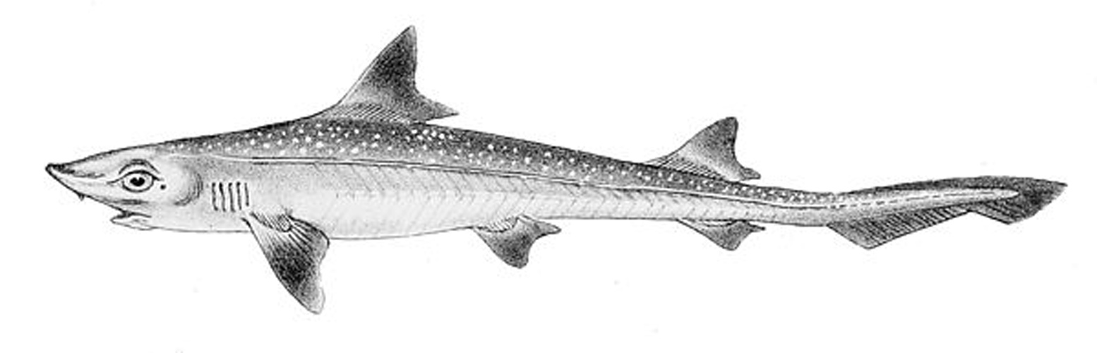 common smooth-hound &copy; Schlegel, H. (Hermann), 1804-1884
