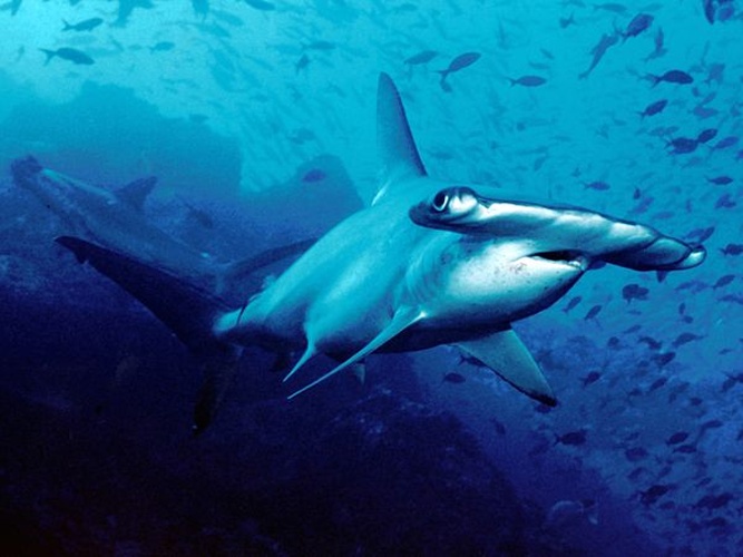 scalloped hammerhead © <a rel="nofollow" class="external text" href="https://www.flickr.com/people/71403236@N00">Barry Peters`</a>