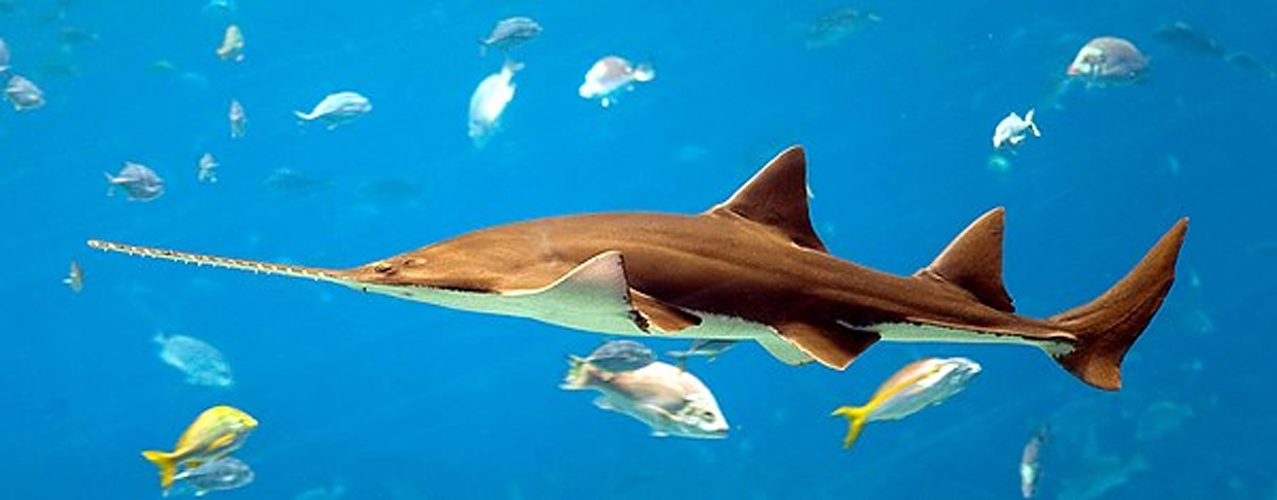 smalltooth sawfish &copy; <a href="//commons.wikimedia.org/wiki/User:Diliff" title="User:Diliff">Diliff</a>