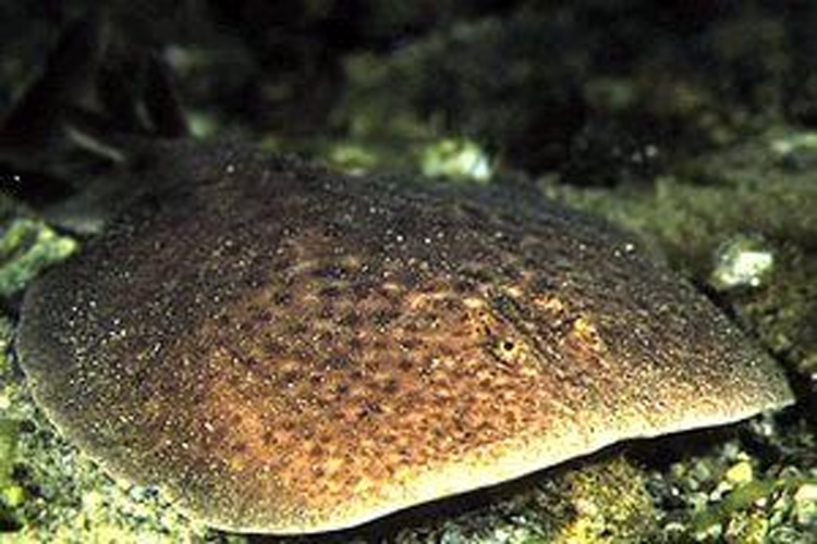 Marbled electric ray © Pino Bucca