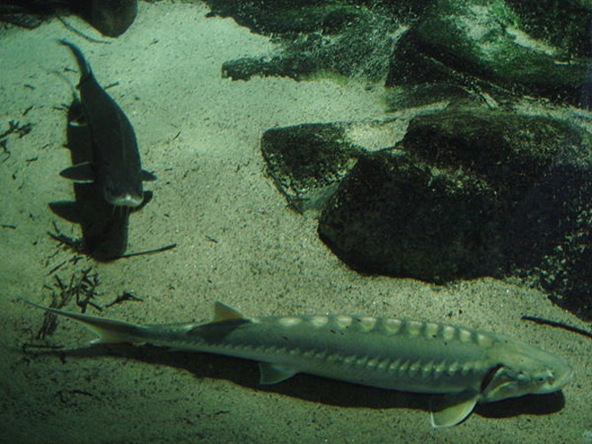 Adriatic sturgeon &copy; <a href="//commons.wikimedia.org/wiki/User:Bolo77" title="User:Bolo77">Stefano Bolognini</a>