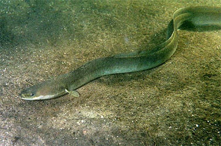 European eel © <a href="//commons.wikimedia.org/wiki/User:GerardM" title="User:GerardM">GerardM</a>