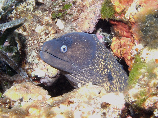 Mediterranean moray © steven van tendeloo