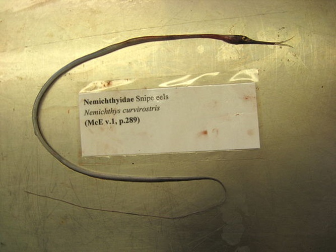 Boxer snipe eel © NOAA's Fisheries Collection