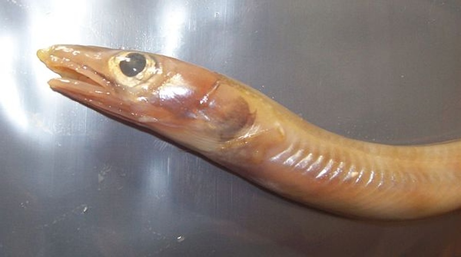 Gnathophis mystax &copy; <a href="//commons.wikimedia.org/w/index.php?title=User:Jo_Langeneck&amp;action=edit&amp;redlink=1" class="new" title="User:Jo Langeneck (page does not exist)">Jo Langeneck</a>