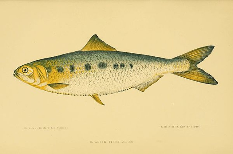 Alosa agone &copy; Boulart, R.; Gervais, H.; Gervais, Paul
