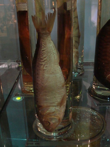 Allis shad &copy; <a href="//commons.wikimedia.org/wiki/User:Pmaas" title="User:Pmaas">Peter Maas</a>