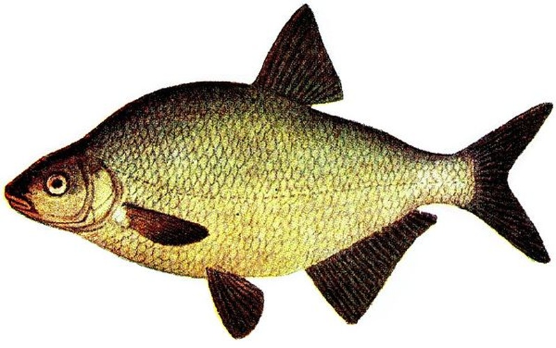 common bream © from <a href="//commons.wikimedia.org/wiki/Iduns_kokbok" title="Iduns kokbok">Iduns kokbok</a>