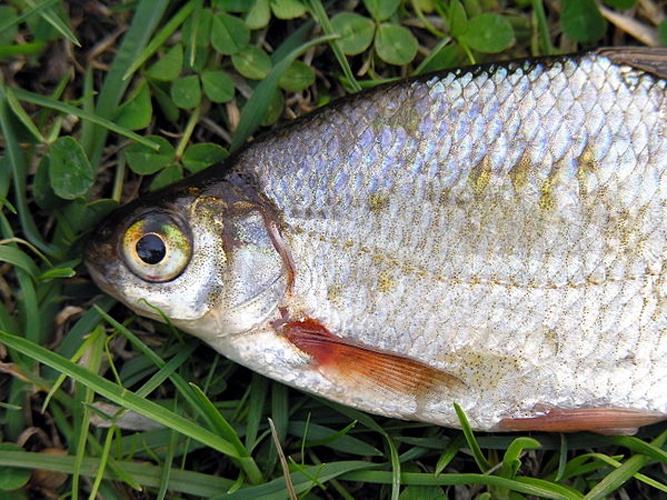 Silver Bream © 