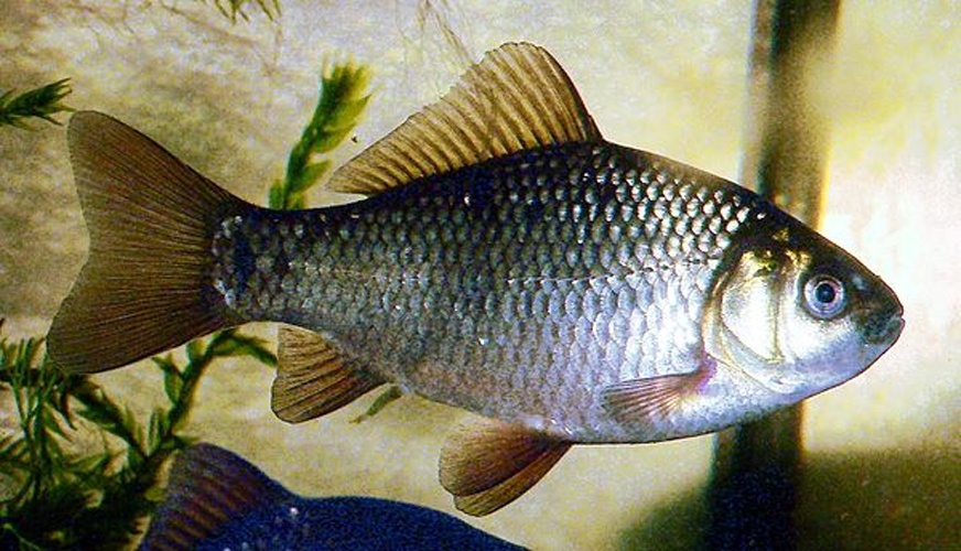 Crucian carp © <a href="//commons.wikimedia.org/w/index.php?title=User:Viridiflavus&amp;action=edit&amp;redlink=1" class="new" title="User:Viridiflavus (page does not exist)">Viridiflavus</a>