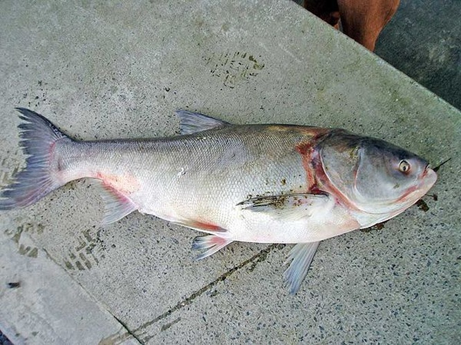 Silver carp &copy; <a href="//commons.wikimedia.org/w/index.php?title=User:Tdk&amp;action=edit&amp;redlink=1" class="new" title="User:Tdk (page does not exist)">user:Tdk</a>