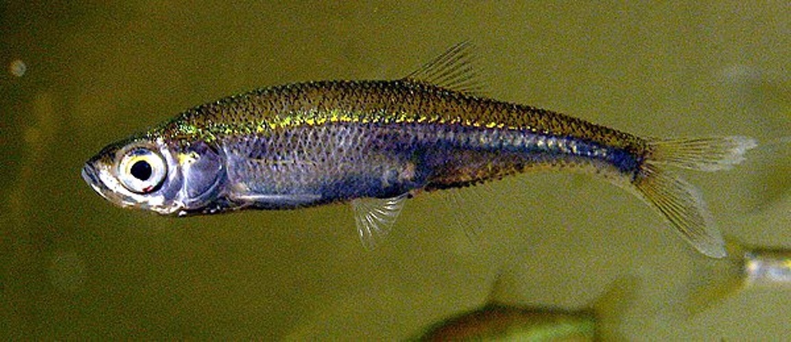 Leucaspius delineatus &copy; <a href="//commons.wikimedia.org/w/index.php?title=User:Viridiflavus&amp;action=edit&amp;redlink=1" class="new" title="User:Viridiflavus (page does not exist)">Viridiflavus</a>