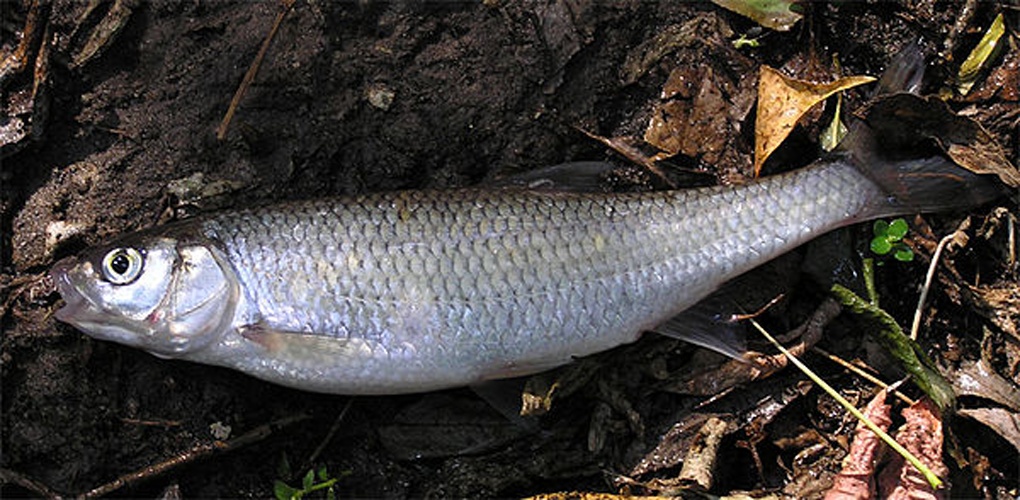 Common dace © <a href="//commons.wikimedia.org/w/index.php?title=User:Alexander_Suvorov&amp;action=edit&amp;redlink=1" class="new" title="User:Alexander Suvorov (page does not exist)">Alexander Suvorov</a>