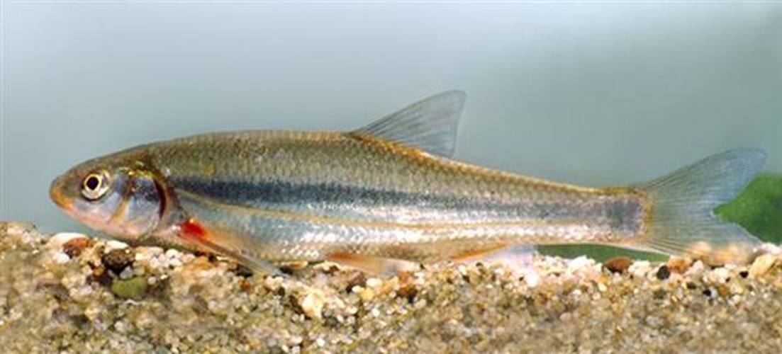 Telestes souffia &copy; Harka Akos harkaa@freemail.hu