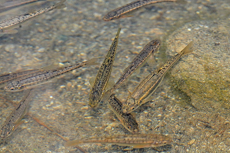 common minnow &copy; <a href="//commons.wikimedia.org/wiki/User:Etrusko25" title="User:Etrusko25">Etrusko25</a>