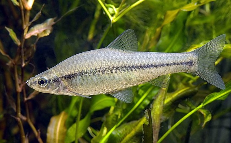 Pseudorasbora parva © <a href="//commons.wikimedia.org/wiki/User:Seotaro" title="User:Seotaro">Seotaro</a>, (cleaned up and denoised by <a href="//commons.wikimedia.org/wiki/User:Estrilda" title="User:Estrilda">Estrilda</a>, and edited by <a href="//commons.wikimedia.org/wiki/User:Laitche" title="User:Laitche">Laitche</a>)