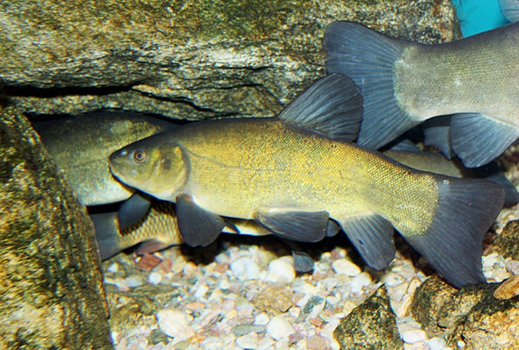 tench &copy; <a href="//commons.wikimedia.org/wiki/User:Karelj" title="User:Karelj">Karelj</a>