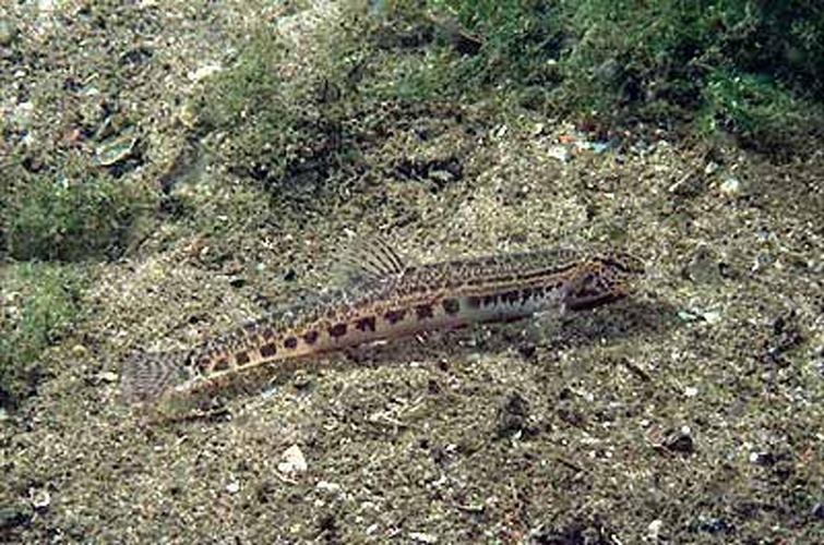 spined loach © Ron Offermans