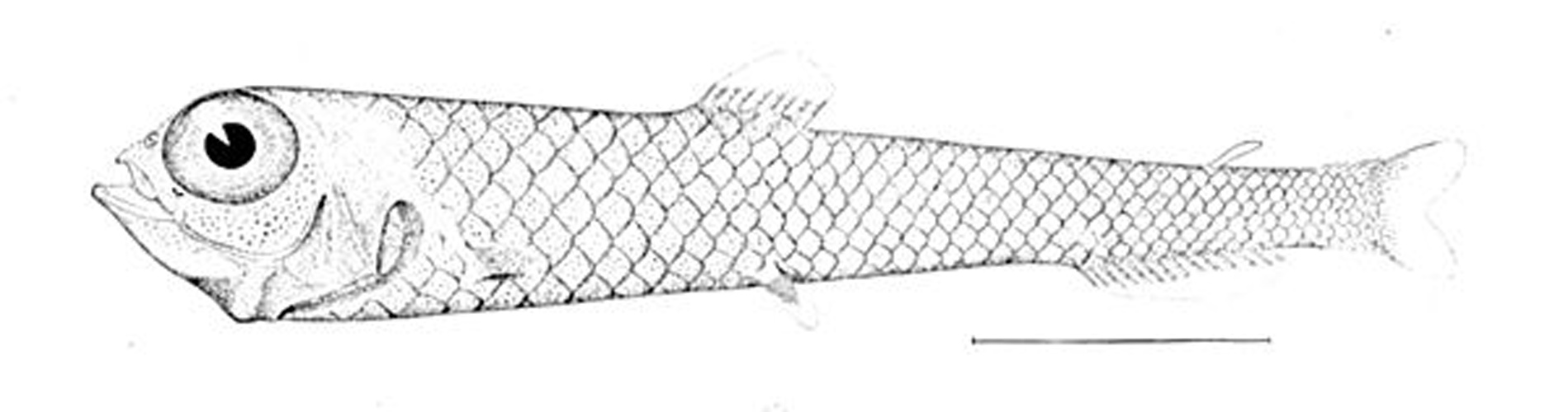 Goiter blacksmelt © 