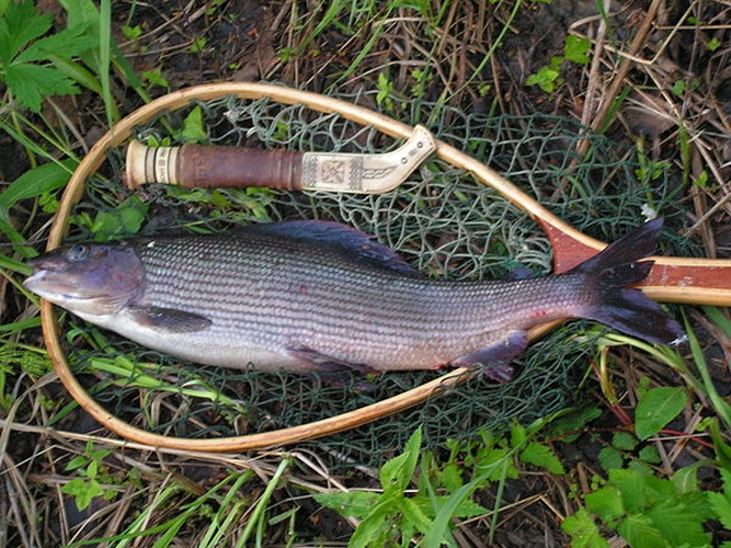 grayling &copy; Original uploader was <a href="https://fi.wikipedia.org/wiki/User:Orjatar" class="extiw" title="fi:User:Orjatar">Orjatar</a> at <a class="external text" href="http://fi.wikipedia.org">fi.wikipedia</a>