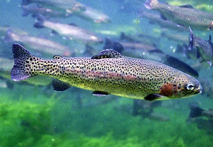 Rainbow trout © Engbretson, Eric / U.S. Fish and Wildlife Service