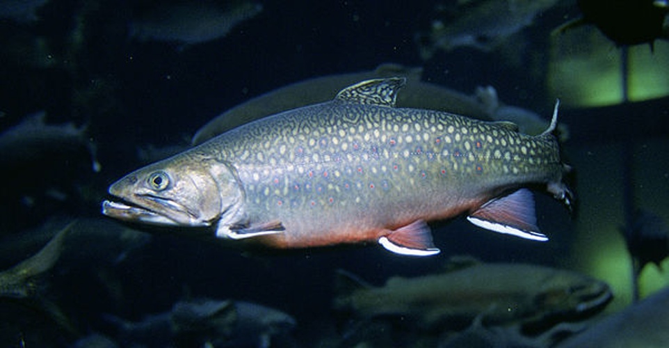 Brook trout © Engbretson, Eric
