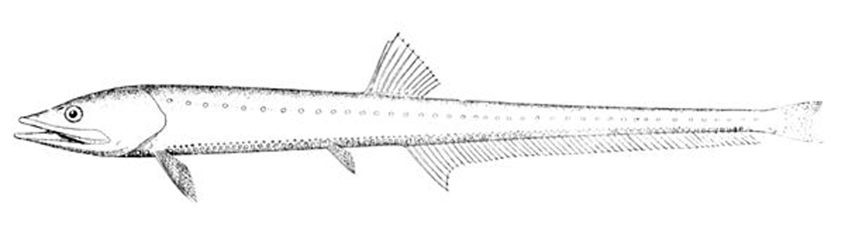 Diplophos taenia &copy; 