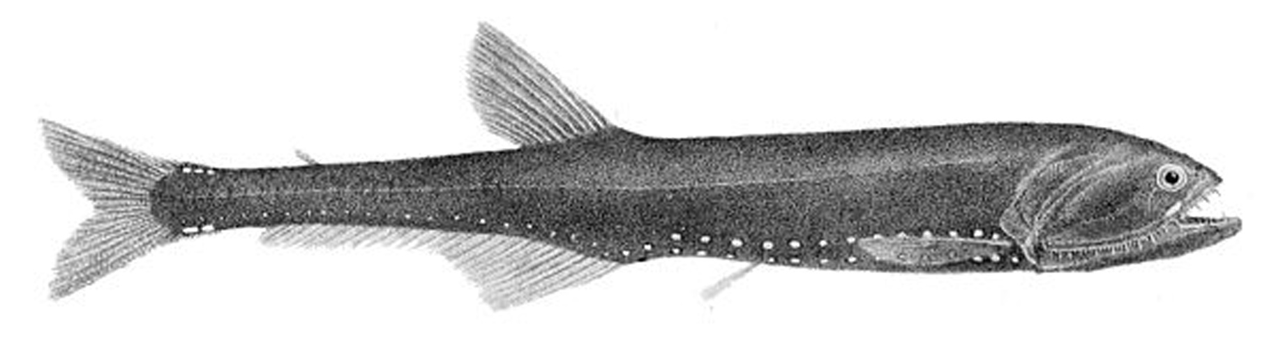 Gonostoma elongatum © R. Mintern