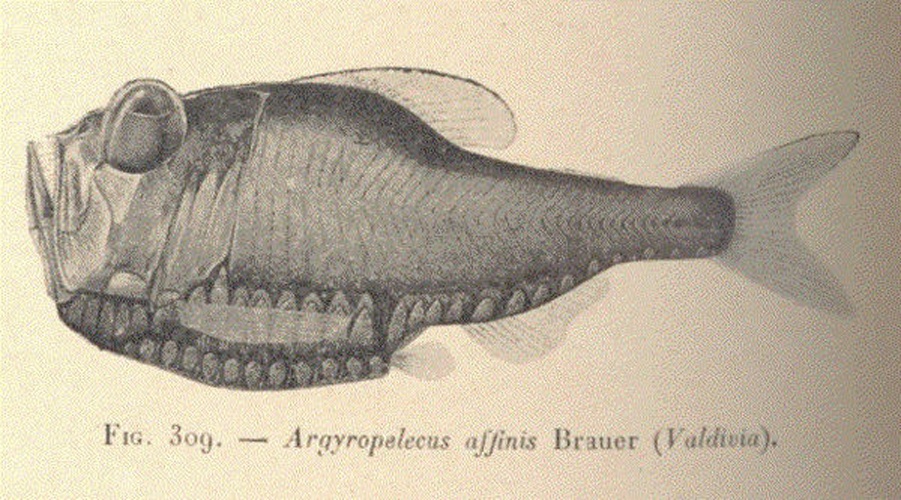 Argyropelecus affinis &copy; <bdi><a href="https://en.wikipedia.org/wiki/en:Jules_Richard_(oceanographer)" class="extiw" title="w:en:Jules Richard (oceanographer)">Jules Richard</a>
</bdi>