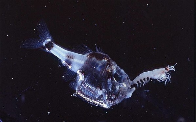 Argyropelecus hemigymnus &copy; 