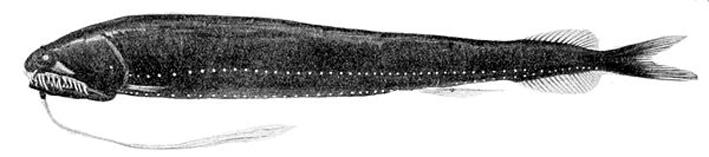 Melanostomias melanops © <bdi><a href="https://en.wikipedia.org/wiki/en:Carl_Chun" class="extiw" title="w:en:Carl Chun">Carl Chun</a>
</bdi>