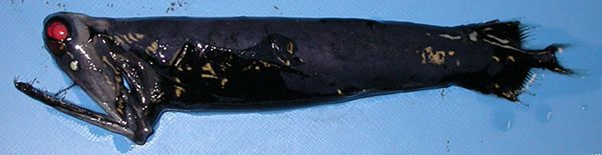 Malacosteus niger © NOAA Northeast Fisheries Science Center