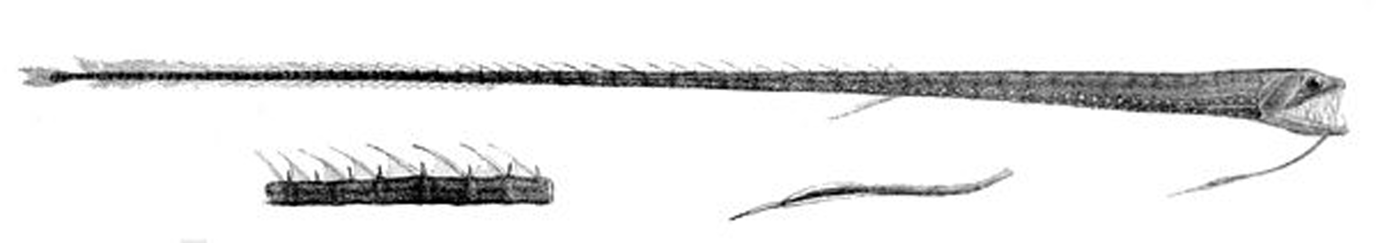 Ribbon sawtail fish © R. Mintern