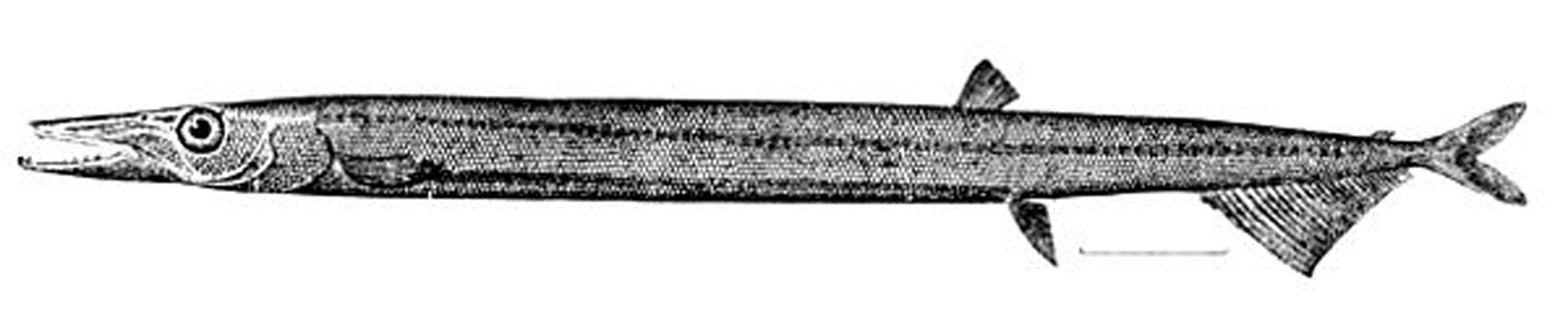 Paralepis coregonoides &copy; 