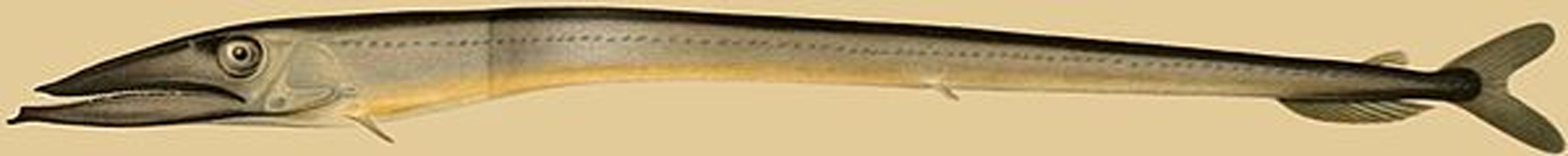 Anotopterus pharao &copy; <ul>
<li>original work: <a href="//commons.wikimedia.org/w/index.php?title=Erich_Zugmayer&amp;action=edit&amp;redlink=1" class="new" title="Erich Zugmayer (page does not exist)">Erich Zugmayer</a> (died 1939)</li>
<li>derivative work: <a href="//commons.wikimedia.org/wiki/User:Kilom691" title="User:Kilom691">Frédéric</a> (<a href="//commons.wikimedia.org/wiki/User_talk:Kilom691" title="User talk:Kilom691"><span class="signature-talk">talk</span></a>)</li>
</ul>