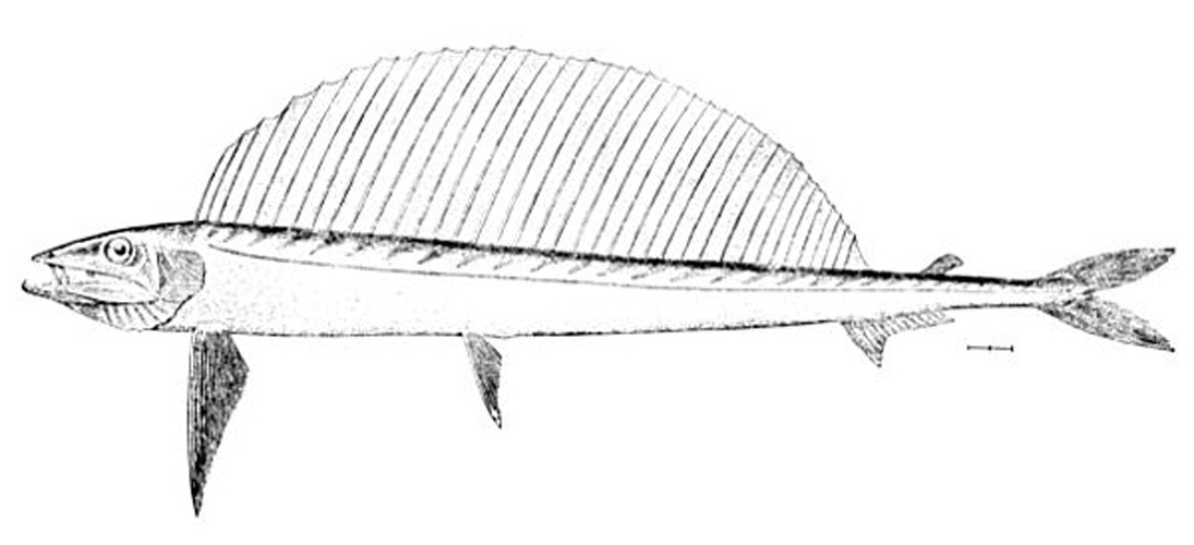 Alepisaurus brevirostris © <bdi><a href="https://www.wikidata.org/wiki/Q20890047" class="extiw" title="d:Q20890047">H. L. Todd</a>
</bdi>
