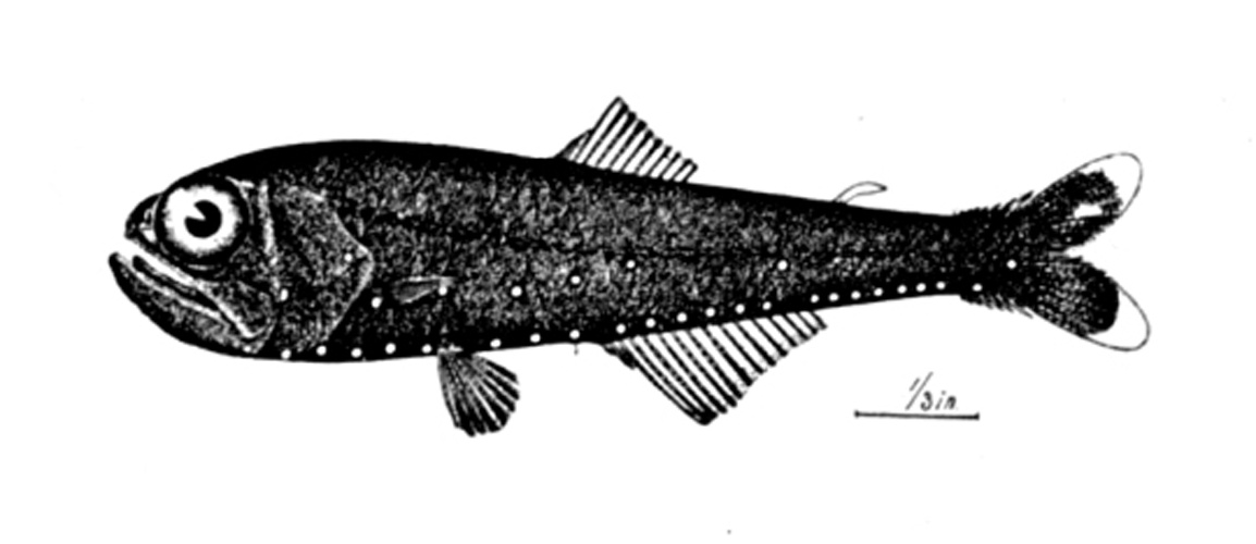 Benthosema glaciale &copy; 