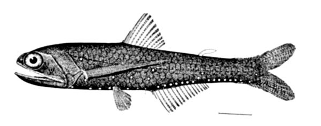 Lampanyctus alatus © 