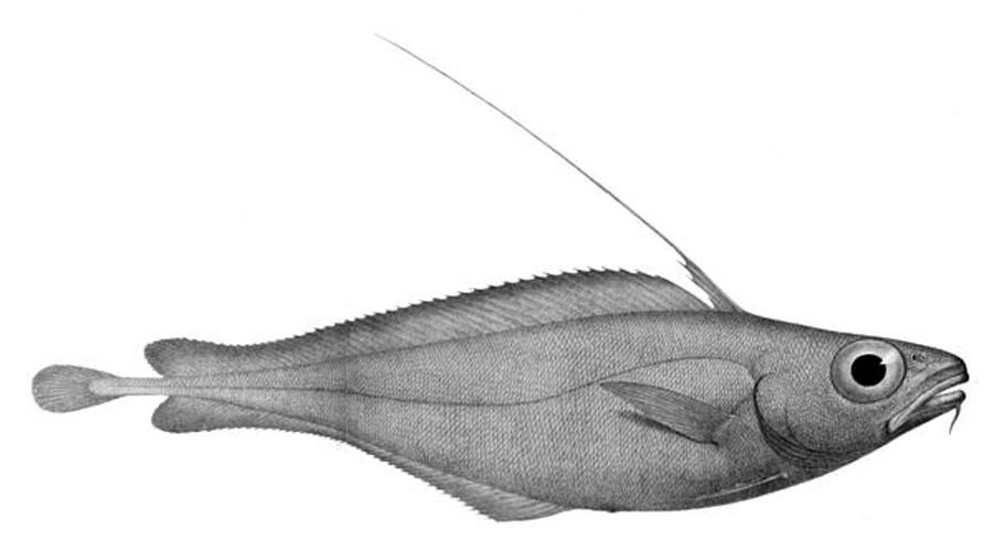 Lepidion eques © <span lang="en">Unknown</span>