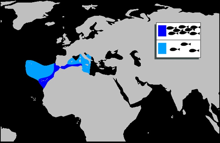 Physiculus dalwigki © <a href="//commons.wikimedia.org/w/index.php?title=User:Misigon&amp;action=edit&amp;redlink=1" class="new" title="User:Misigon (page does not exist)">Misigon</a>