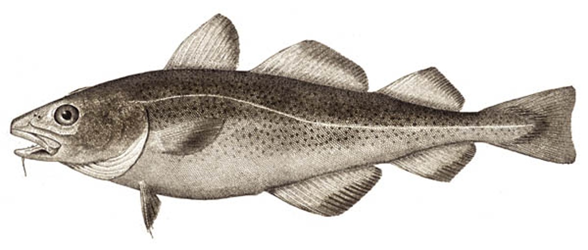 Atlantic cod © 