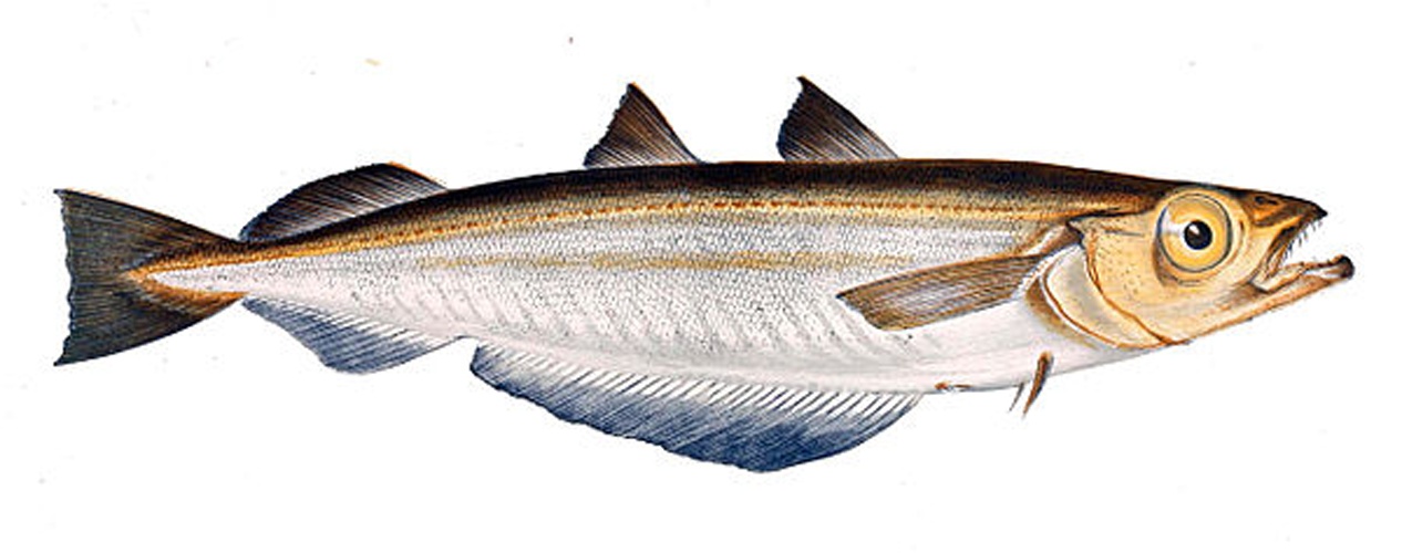 Blue whiting © Gervais et Boulart