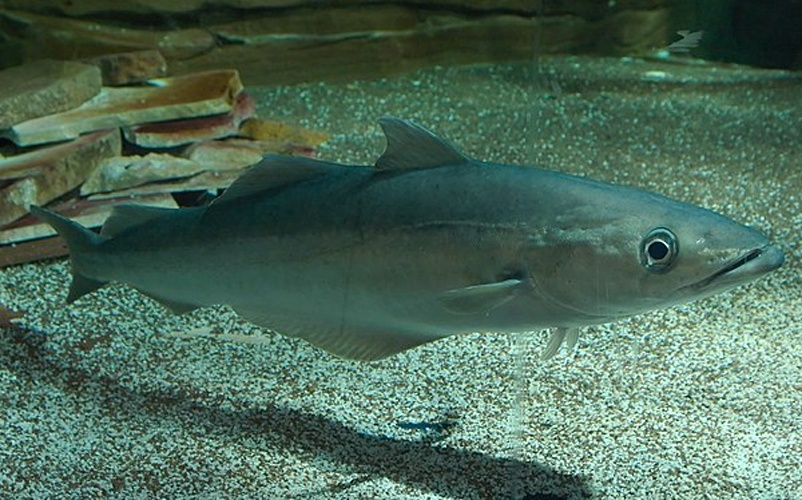 Pollachius pollachius © <a href="//commons.wikimedia.org/wiki/User:TinoStrauss" title="User:TinoStrauss">Tino Strauss</a>