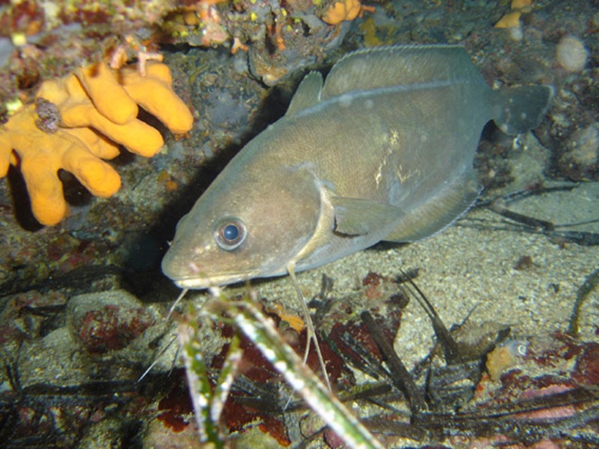 Phycis phycis © The original uploader was <a href="https://en.wikipedia.org/wiki/fr:User:Elapied" class="extiw" title="w:fr:User:Elapied">Elapied</a> at <a href="https://en.wikipedia.org/wiki/fr:" class="extiw" title="w:fr:">French Wikipedia</a>.