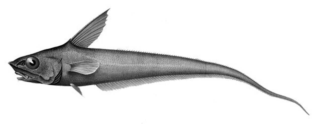 Coryphaenoides guentheri &copy; Carl Nielsen